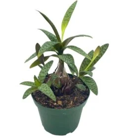 Silver Squill Leopard Plant, Ledebouria Socialis, 4 Inch