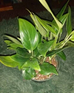 Monstera Standleyana