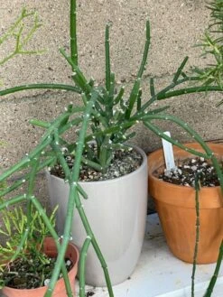 Succulents- Tropical Cacti- Wonderful Indoor Plants