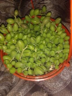 String Of Watermelons