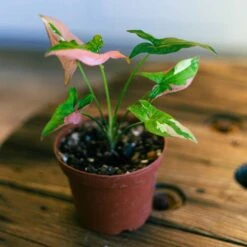 Syngonium Red Spot Tricolor