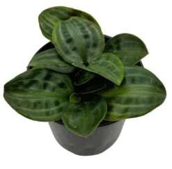 Seersucker Plant, In A 4 Inch Pot, Geogenanthus Poeppigii, Striped And Rippled Leaf Plant