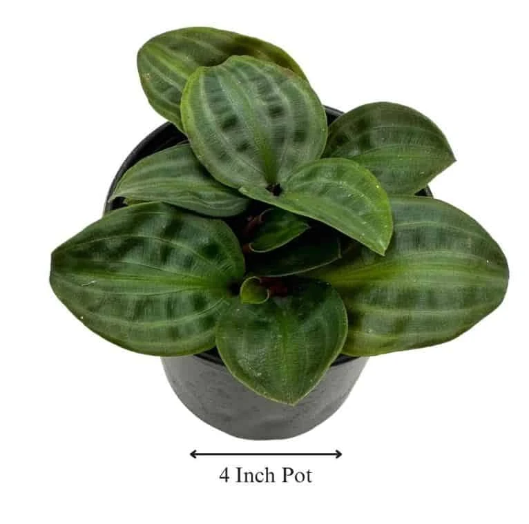 Seersucker Plant, In A 4 Inch Pot, Geogenanthus Poeppigii, Striped And Rippled Leaf Plant - Image 3