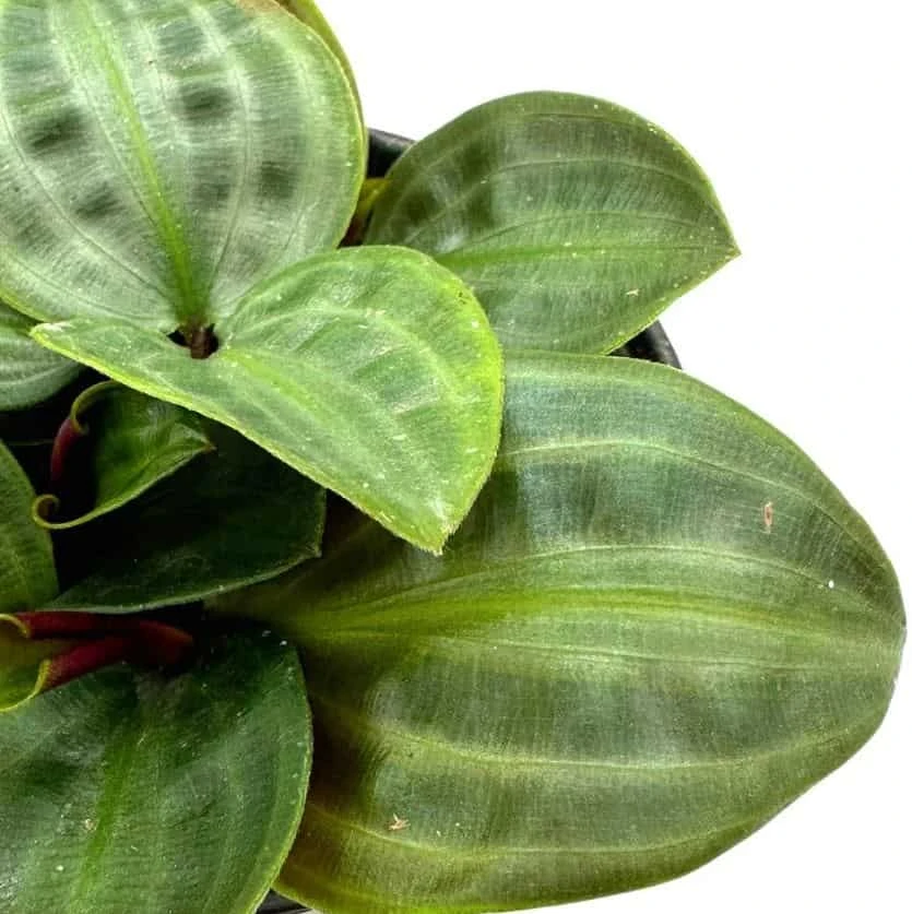 Seersucker Plant, In A 4 Inch Pot, Geogenanthus Poeppigii, Striped And Rippled Leaf Plant - Image 5