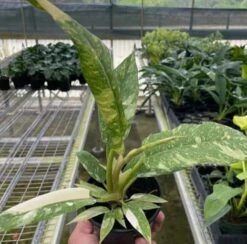 Philodendron 'Variegated Ring Of Fire' - Rare Variegated Houseplant | 4-inch Pot