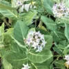 Calotropis Purple Giant Milkweed Ships Free