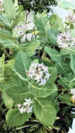 Calotropis Purple Giant Milkweed Ships Free