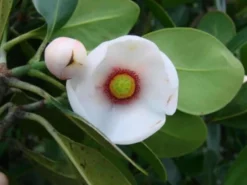 Clusiaceae Rosea Clusia Pitch Apple Plant Ships Free.