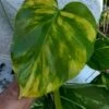 Giant Tropical Golden Pothos Devils Ivy Ships Free.