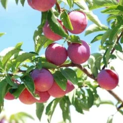 TOKA Plum Seedling