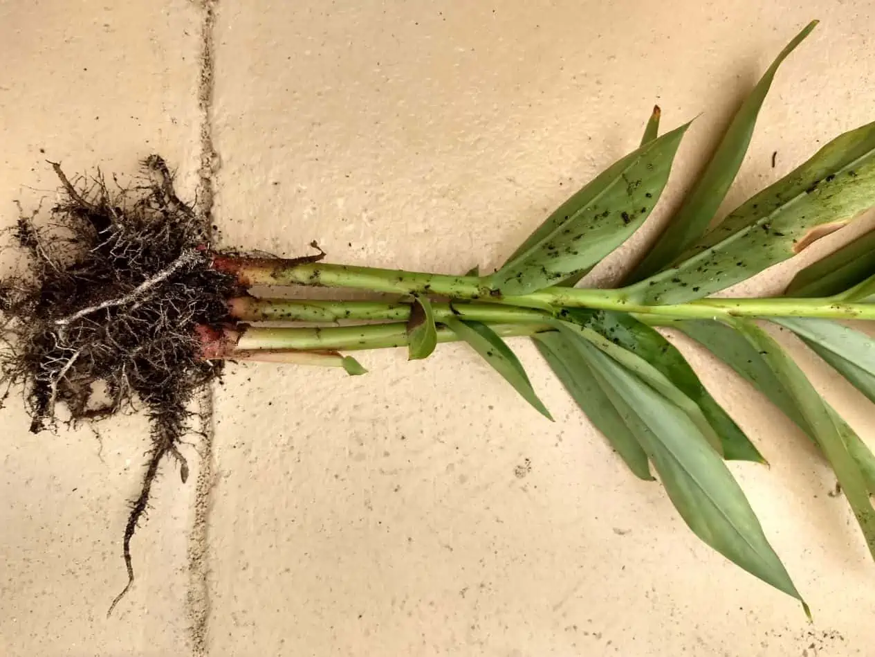 Hawaiian White Ginger Hedychium Coronarium Ships Free - Image 3