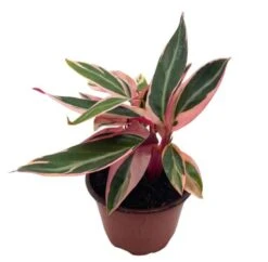 Stromanthe Triostar 4 Inch Sanguinea Beautiful And Easy Indoor House Plant