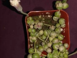 Soul Peace Bundle-String Of Pearls Variegated