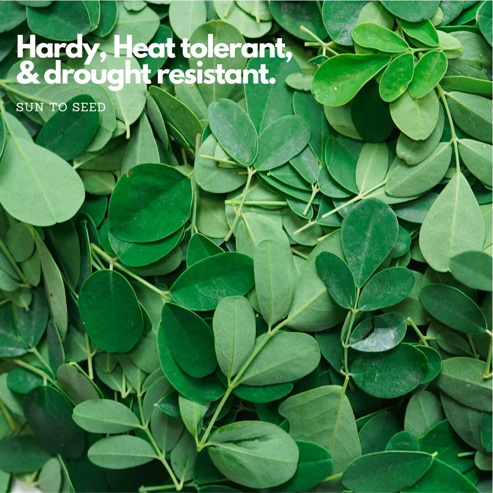 Live Rooted Moringa Seedlings | Naturally Grown | Miracle Tree - Image 3