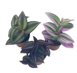 Wandering Jew Assortment, Tradescantia Variety, 2 Inch, Set Of 3