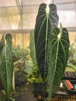 Anthurium Warocqueanum Seedling