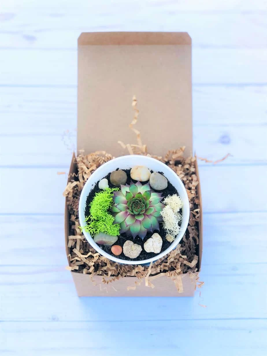 DIY Succulent Cactus Garden Kit, Plants Under 31.4, - Image 8