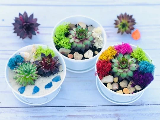 DIY Succulent Cactus Garden Kit, Plants Under 31.4,
