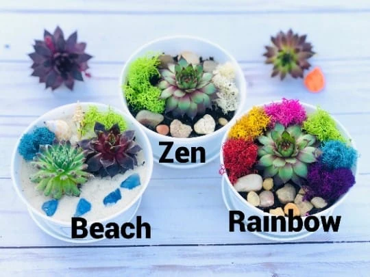DIY Succulent Cactus Garden Kit, Plants Under 31.4, - Image 4
