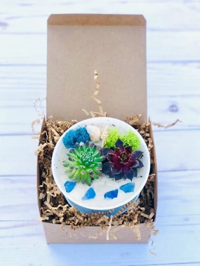 DIY Succulent Cactus Garden Kit, Plants Under 31.4, - Image 10