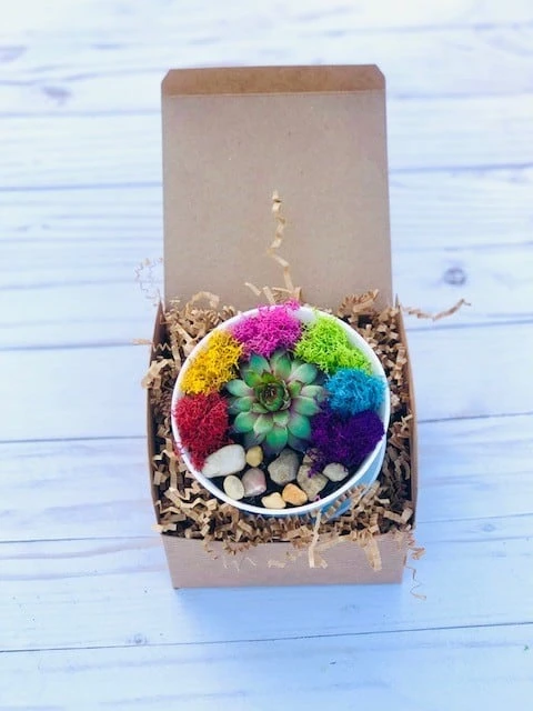 DIY Succulent Cactus Garden Kit, Plants Under 31.4, - Image 11