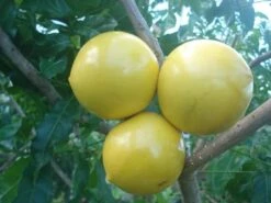 Abiu Pouteria Caimito Vú Sữa Hoàng Kim Tree