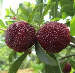 Yangmei Myrica Rubra Trees (different Varieties). 4 Years Old, Grafted. Potted.