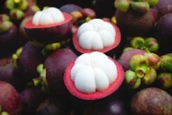 Mangosteen Trees (different Varieties). 4 Years Old, Grafted. Potted.