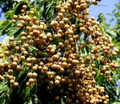 Longan Dragon's Eye Trees (different Varieties). 4 Years Old, Grafted.
